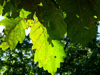 Chêne du cerf ou Deer oak, Quercus sadleriana, Fagacées, A… 