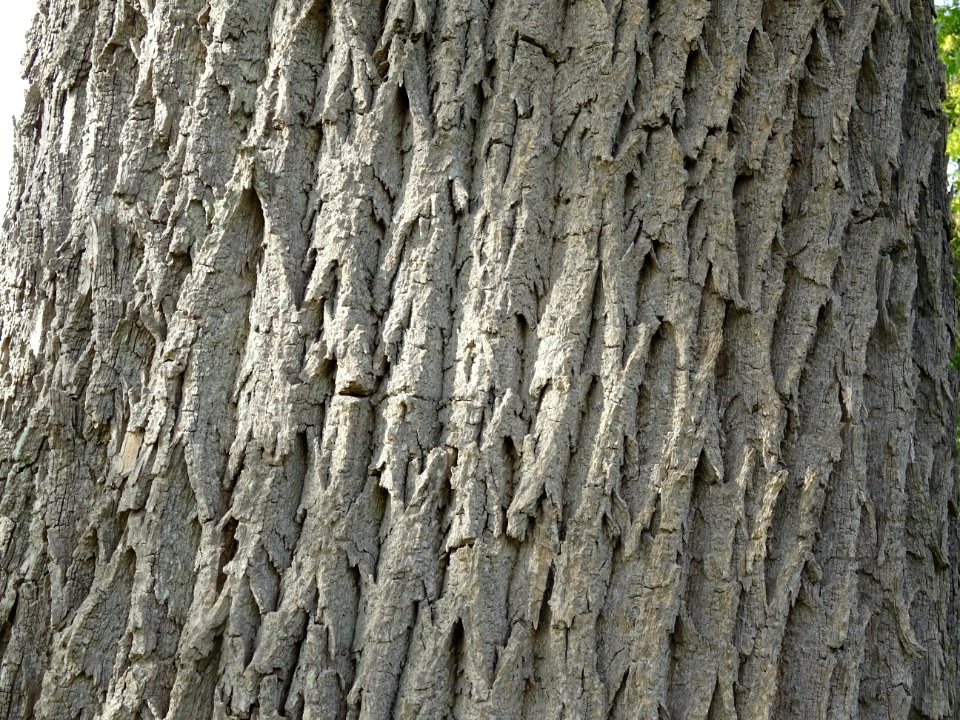 Ecorce du Frêne rouge de Pennsylvanie, Fraxinus pennsylvan… 