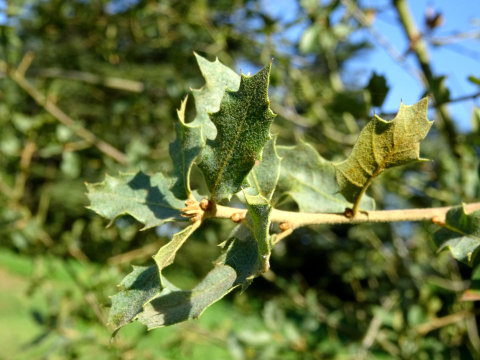 Chêne gris, Quercus grisea, Fagacées, Arboretum de Chèvrel… 