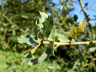 Chêne gris, Quercus grisea, Fagacées, Arboretum de Chèvrel… 