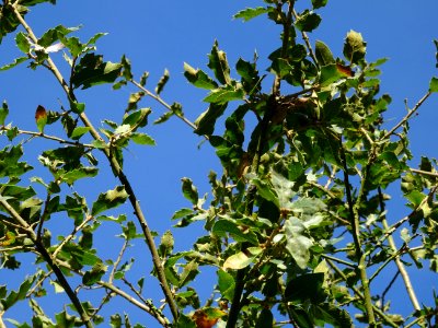 Chêne gris, Quercus grisea, Fagacées, Arboretum de Chèvrel… 