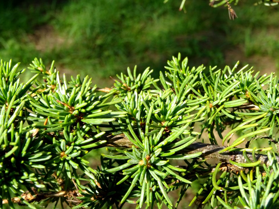 Cèdre de Chypre, Cedrus brevifolia, Pinacées, Arboretum de… 