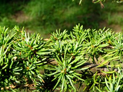 Cèdre de Chypre, Cedrus brevifolia, Pinacées, Arboretum de… 
