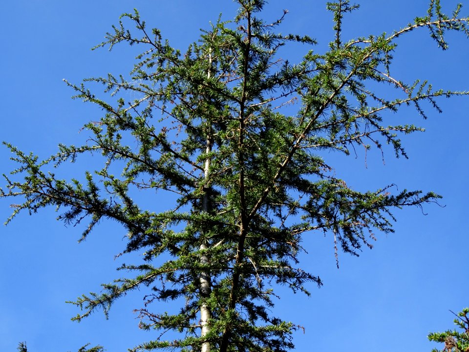 Cèdre de Chypre, Cedrus brevifolia, Pinacées, Arboretum de… 
