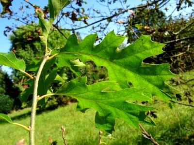 Chêne noir de Californie ou Chêne de Kellogg, Quercus kell… 