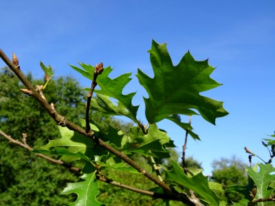 Chêne noir de Californie ou Chêne de Kellogg, Quercus kell… 