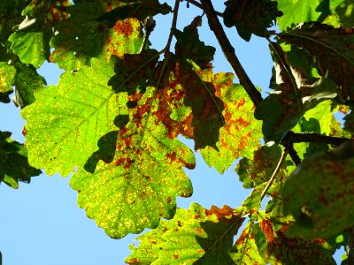 Chêne du cerf ou Deer oak, Quercus sadleriana, Fagacées, A… 
