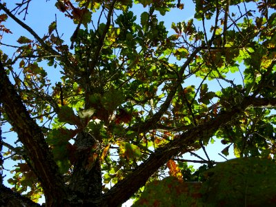 Chêne du cerf ou Deer oak, Quercus sadleriana, Fagacées, A… 