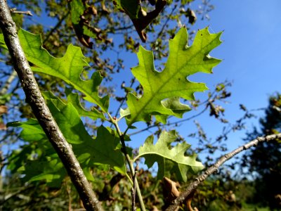Chêne noir de Californie ou Chêne de Kellogg, Quercus kell… 