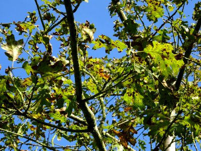Chêne noir de Californie ou Chêne de Kellogg, Quercus kell… 