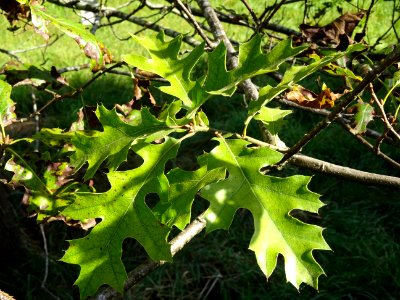 Chêne noir de Californie ou Chêne de Kellogg, Quercus kell… 