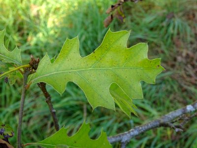 Chêne noir de Californie ou Chêne de Kellogg, Quercus kell… 