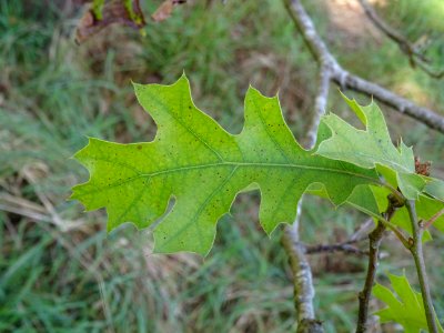 Chêne noir de Californie ou Chêne de Kellogg, Quercus kell… 
