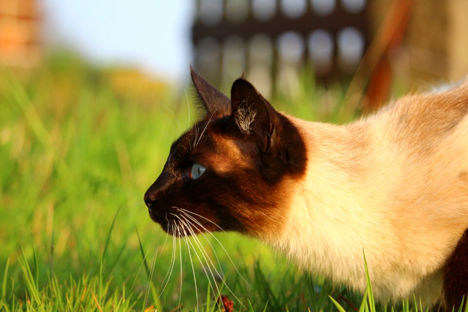 Breed cat siamese cat siamese