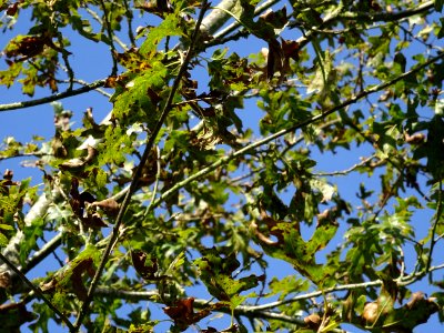 Chêne noir de Californie ou Chêne de Kellogg, Quercus kell… 