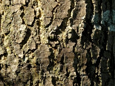 Ecorce du Chêne noir de Californie ou Chêne de Kellogg, Qu… 