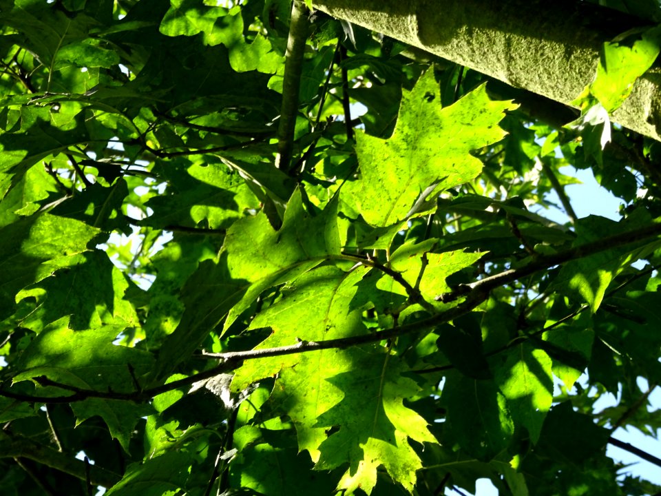 Chêne hybride schochiana, Quercus X schochiana, hybride de… 