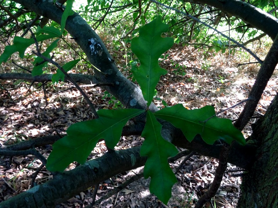 Chêne noir ou Chêne d'eau, Quercus nigra, Fagacées, Arbore… 