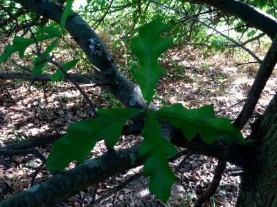 Chêne noir ou Chêne d'eau, Quercus nigra, Fagacées, Arbore… 