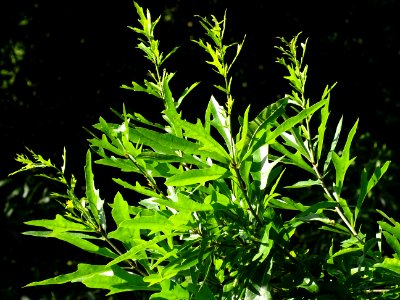 Chêne noir ou Chêne d'eau, Quercus nigra, Fagacées, Arbore… 