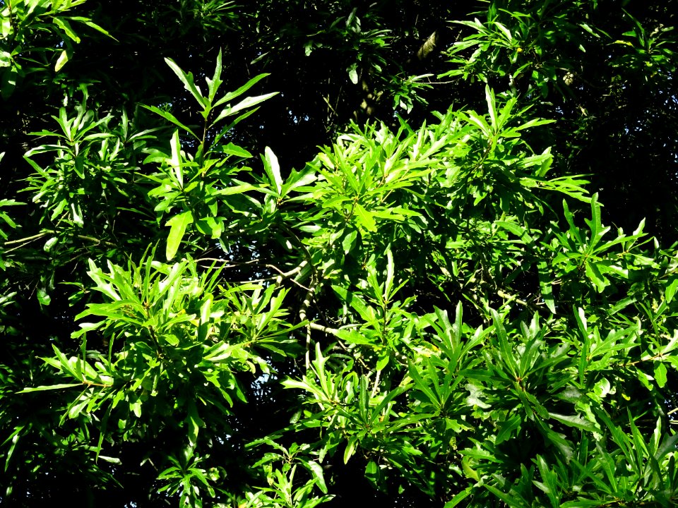 Chêne noir ou Chêne d'eau, Quercus nigra, Fagacées, Arbore… 
