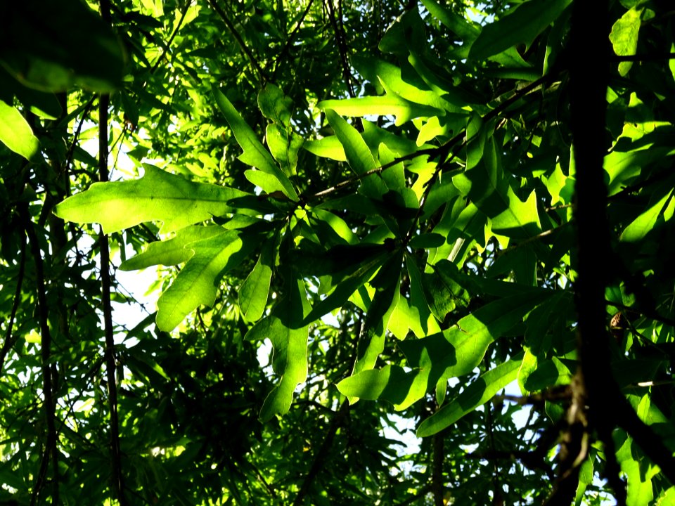 Chêne noir ou Chêne d'eau, Quercus nigra, Fagacées, Arbore… 