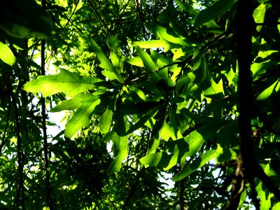 Chêne noir ou Chêne d'eau, Quercus nigra, Fagacées, Arbore… 