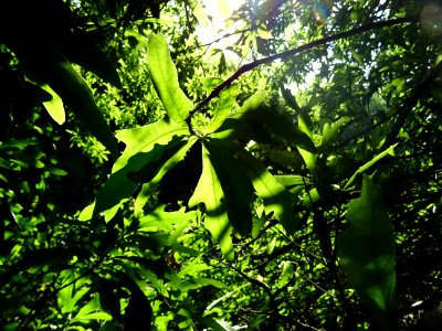 Chêne noir ou Chêne d'eau, Quercus nigra, Fagacées, Arbore… 