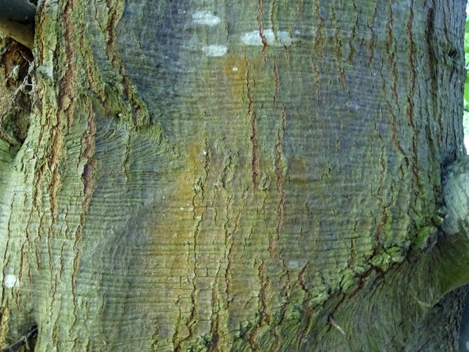 Ecorce du Chêne noir ou Chêne d'eau, Quercus nigra, Fagacé… 