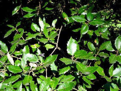 Chêne vert, Quercus ilex, Fagacées, Arboretum de Chèvrelou… 