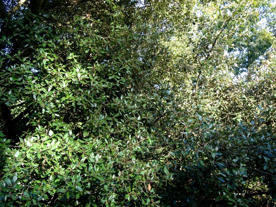 Chêne vert, Quercus ilex, Fagacées, Arboretum de Chèvrelou… 