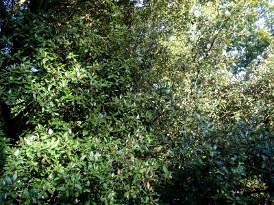 Chêne vert, Quercus ilex, Fagacées, Arboretum de Chèvrelou… 