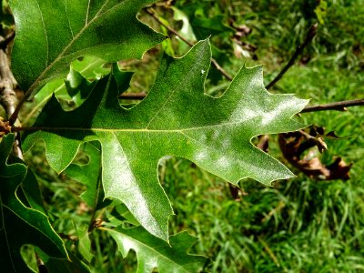 Chêne noir de Californie ou Chêne de Kellogg, Quercus kell… 