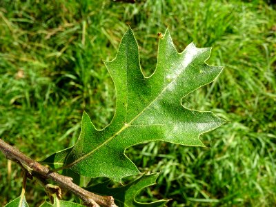 Chêne noir de Californie ou Chêne de Kellogg, Quercus kell… 