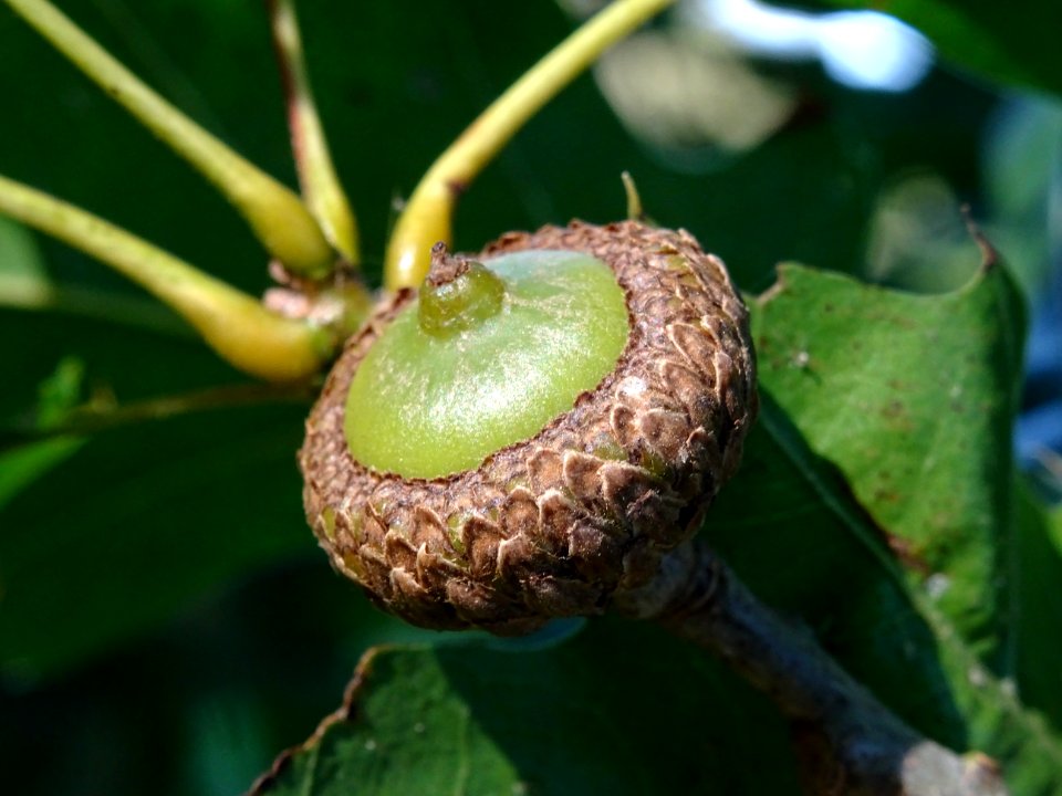 Gland et cupule du Chêne de Shumard, Quercus shumardii, Fa… 