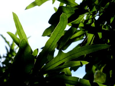Chêne noir ou Chêne d'eau, Quercus nigra, Fagacées, Arbore… 