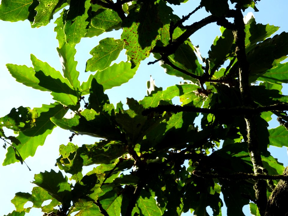 Chêne de Mongolie ssp crispula, Quercus mongolica ssp cris… 