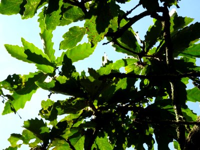 Chêne de Mongolie ssp crispula, Quercus mongolica ssp cris… 