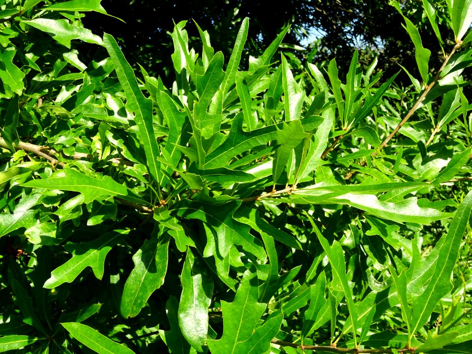 Chêne noir ou Chêne d'eau, Quercus nigra, Fagacées, Arbore… 