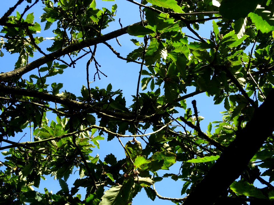 Chêne de Mongolie ssp crispula, Quercus mongolica ssp cris… 