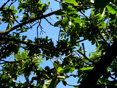 Chêne de Mongolie ssp crispula, Quercus mongolica ssp cris… 