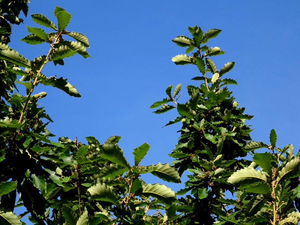 Chêne de Mongolie ssp crispula, Quercus mongolica ssp cris… 