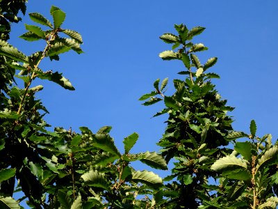 Chêne de Mongolie ssp crispula, Quercus mongolica ssp cris… 