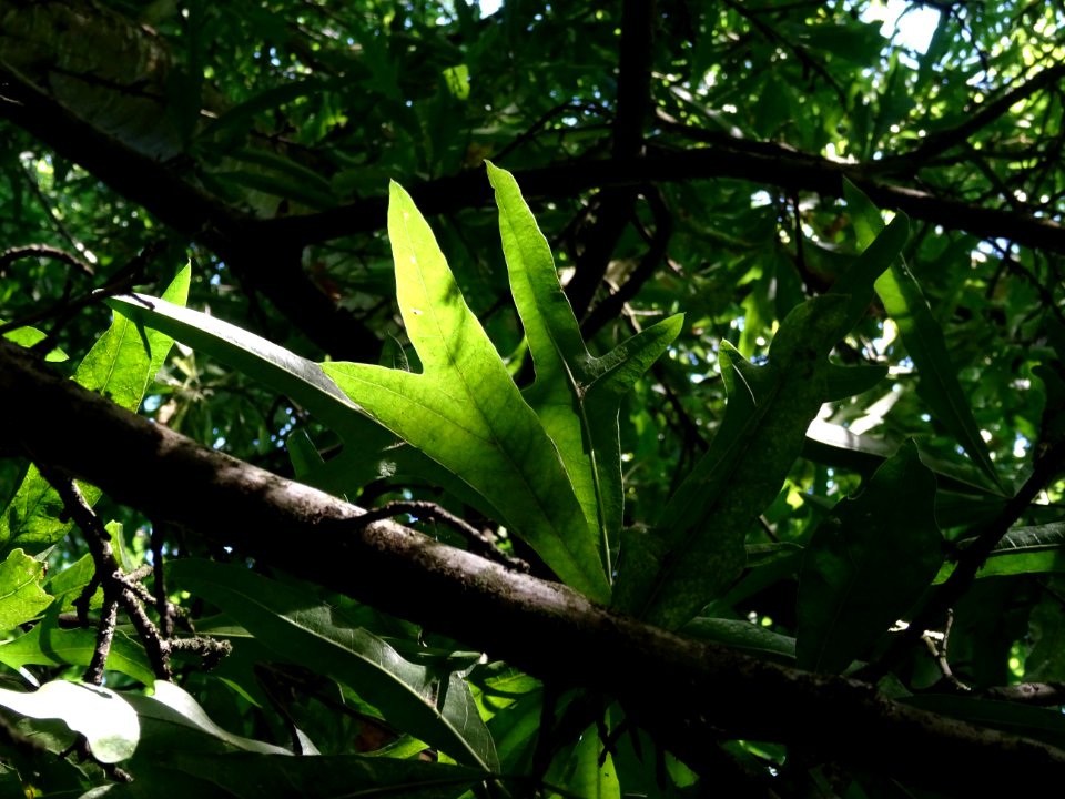 Chêne noir ou Chêne d'eau, Quercus nigra, Fagacées, Arbore… 