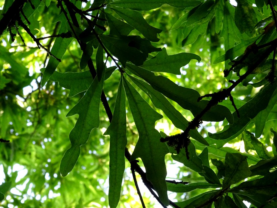 Chêne noir ou Chêne d'eau, Quercus nigra, Fagacées, Arbore… 