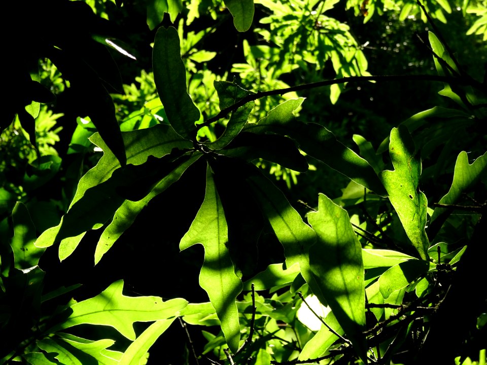 Chêne noir ou Chêne d'eau, Quercus nigra, Fagacées, Arbore… 