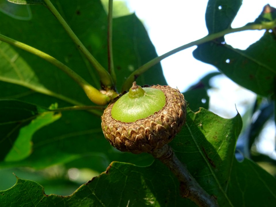Gland et cupule du Chêne de Shumard, Quercus shumardii, Fa… 