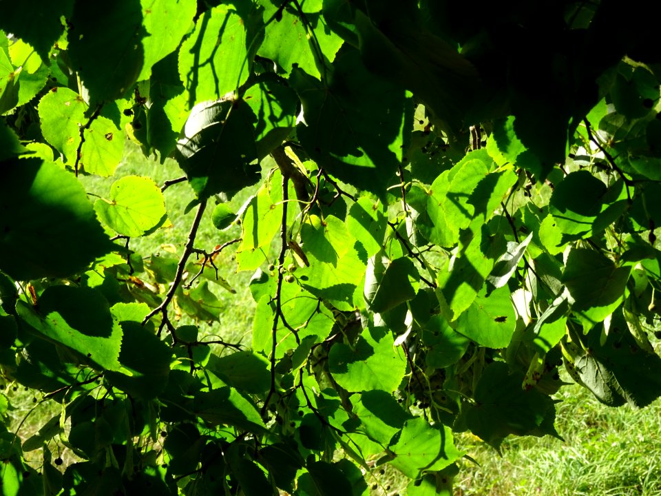Tilleul de Chine, Tilia chinensis, Tiliacées, Arboretum de… 