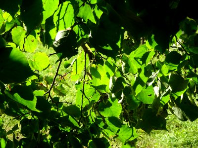 Tilleul de Chine, Tilia chinensis, Tiliacées, Arboretum de… 