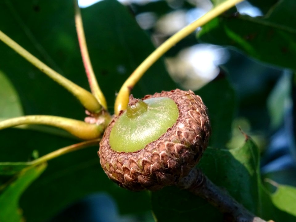Gland et cupule du Chêne de Shumard, Quercus shumardii, Fa… 